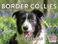 Border Collie Calendar 2026