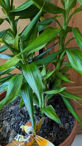 Lucky bamboo potted - lucky, indoor