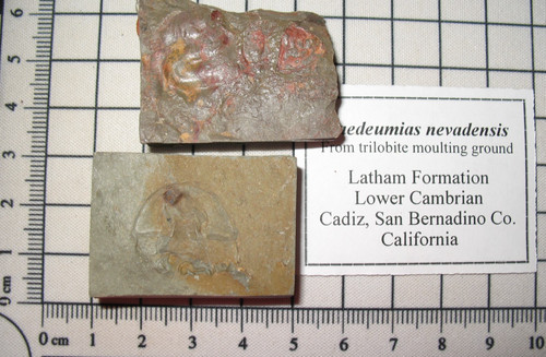 Cambrian paedeumias nevadensis - cambrian,