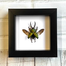 Saw Tooth Stag Beetle (Lamprima adolphinae) Deep Box Frame Display Insect Bug 