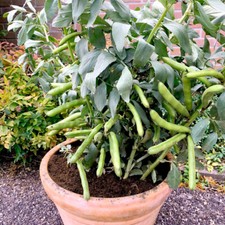 15 Aquadulce Claudia Broad Beans -  Seeds (Dwarf 3.5 Feet Tall)