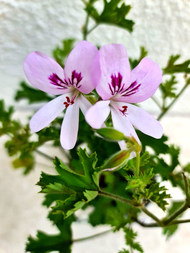 Prince orange pelargonium - prince, orange,