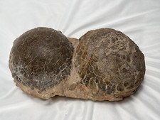 Hadrosaur Dinosaur Eggs Pair