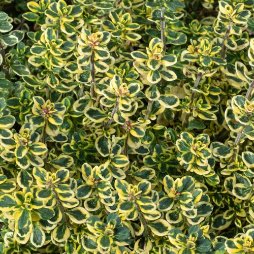 Thyme lemon variegated plant - lemon, |