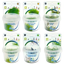 Aquafleur Easy Grow Foreground
