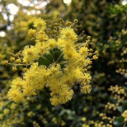 Acacia pravissima mimosa - acacia, pravissima...mimosa