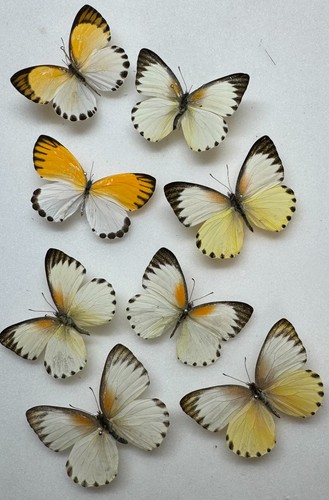 Real butterfly specimens - butterfly, x8