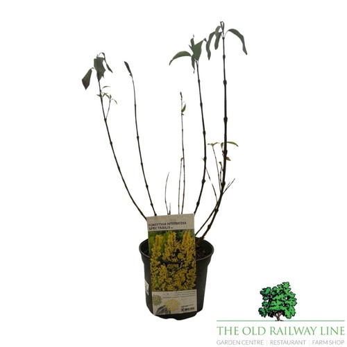 Forsythia intermedia - forsythia,