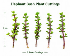 Elephant bush dwarf jade - 5,