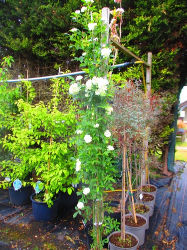 6ft thornless - pot),