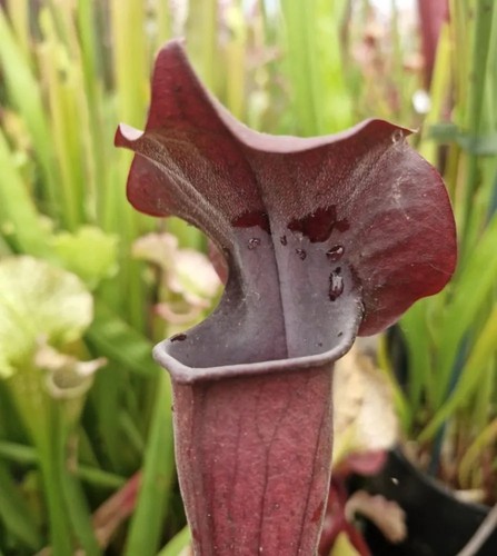 Sarracenia black adder - sarracenia, ‘black