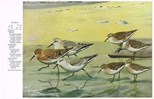 Sanderling Sandpiper Least Semipalmated Bird Print Picture Vintage 1959 AB#28
