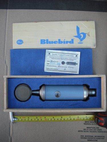 Blue bluebird general purpose - blue,