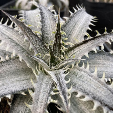 Dyckia Grand marnier | 17cm