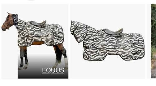 Zebra design ride fly - zebra,