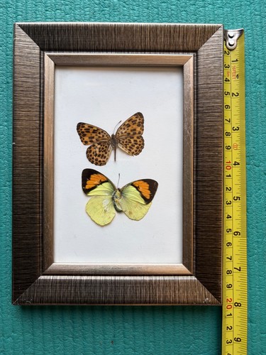 Framed butterfly specimens