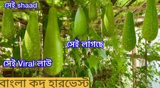 Uk Saller: Bangladeshi Hazari