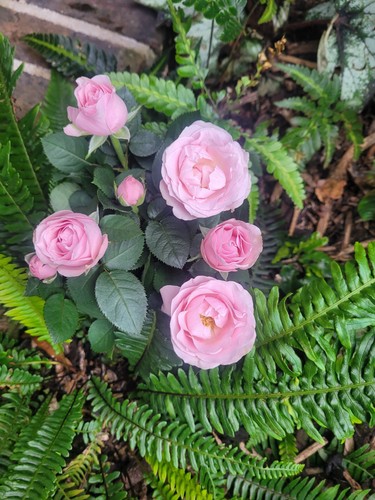 Rosa pink dolc - pink, rose