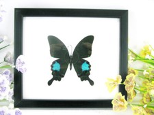 Paris Peacock - beautiful real