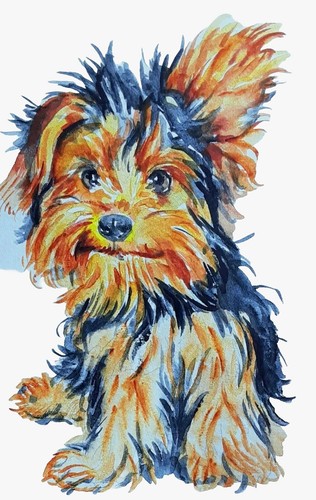Yorkshire terrier dog - yorkshire,