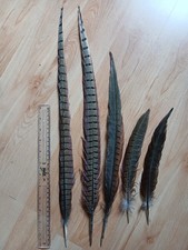 5 Cock Pheasant Tail Feathers