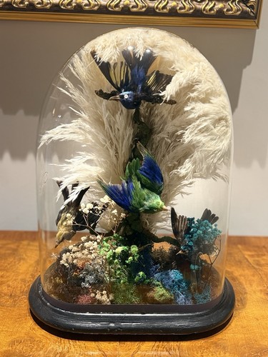 Victorian taxidermy exotic - taxidermy,