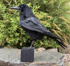 REAL TAXIDERMY ROOK Corvus
