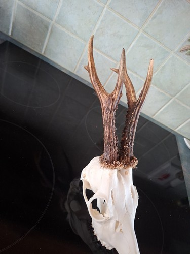 Scottish roe deer point head - deer, 6-point
