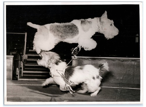 Bertram mills circus - bertram,