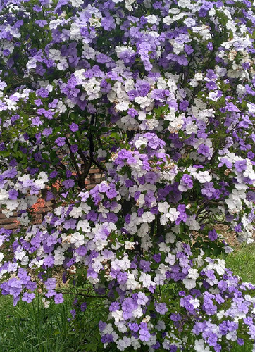 Seeds brunfelsia - 5, of