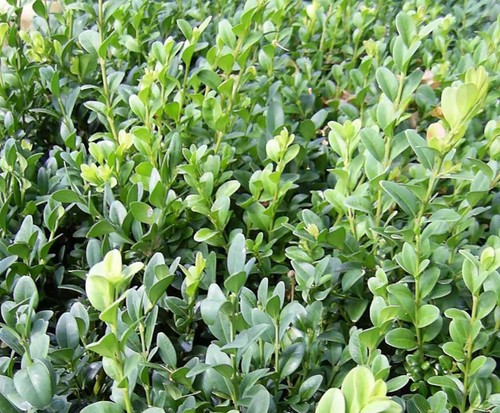 Buxus sempervirens evergreen - sempervirens,