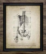 Human skeleton print - skeleton, antique