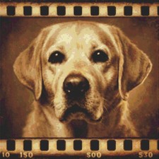 Labrador retriever puppy dog - labrador,