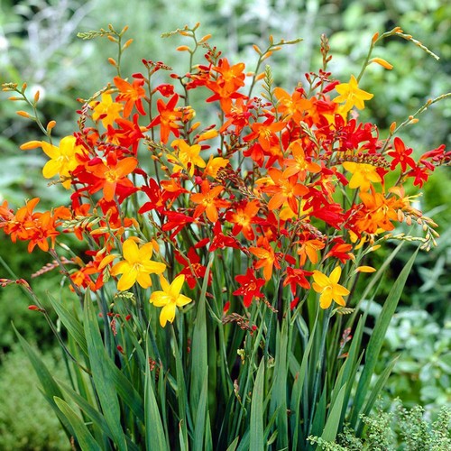 Crocosmia montbretia plant - crocosmia,