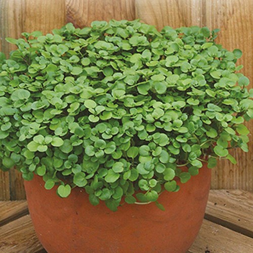 Watercress herb nasturtium - watercress,
