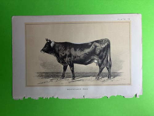 Julius bien litho print - co,