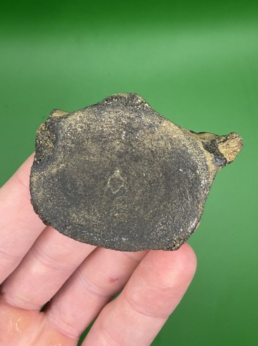 Carolina fossil whale - carolina, dolphin
