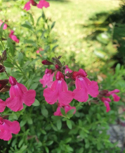 Salvia naturally fuchsia - salvia,