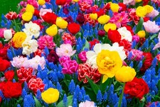 50 Mixed Spring Flowering
