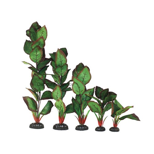 Cryptocorne green red silk - cryptocorne, &