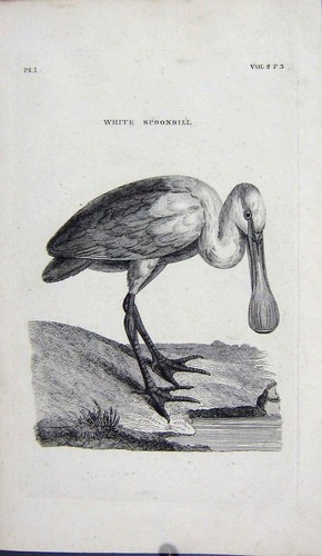 Original old antique print - old,