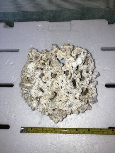 Cb1 stunning coral reef bone - coral,