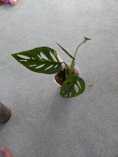 Monstera Adansonii Albo