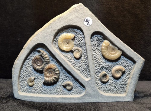 Calcite ammonites - calcite,
