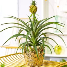 1 x Gorgeous Ananas comosus