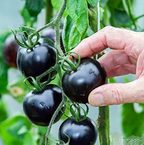 Black tomato seeds - 15,