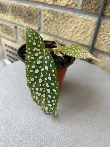 Polka dot begonia - begonia, (begonia