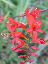 Crocosmia Lucifer plants sent out in 2 litre pot flowers garden plant