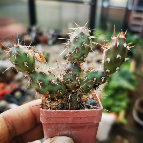 Opuntia fragilis var - fragilis,