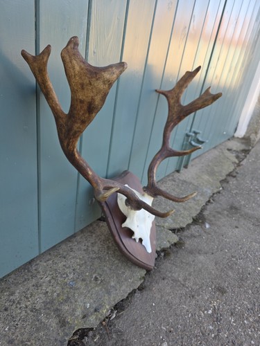 Fallow buck deer - deer, and